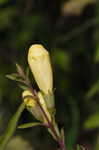 Smooth yellow false foxglove